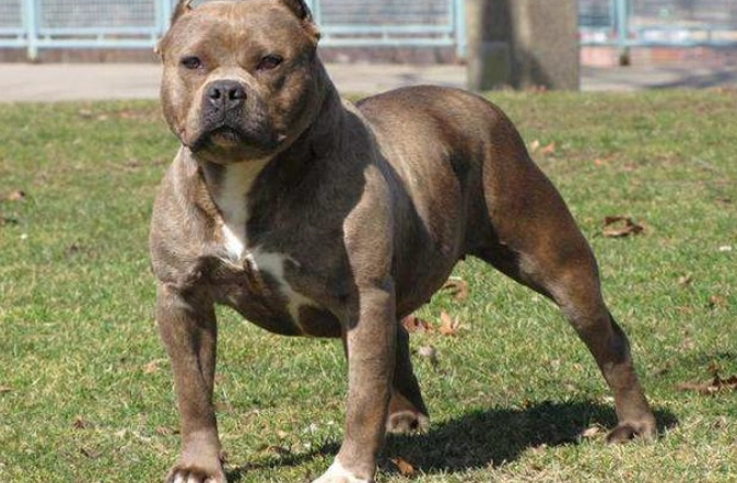 惡犬排行榜 惡犬排行榜