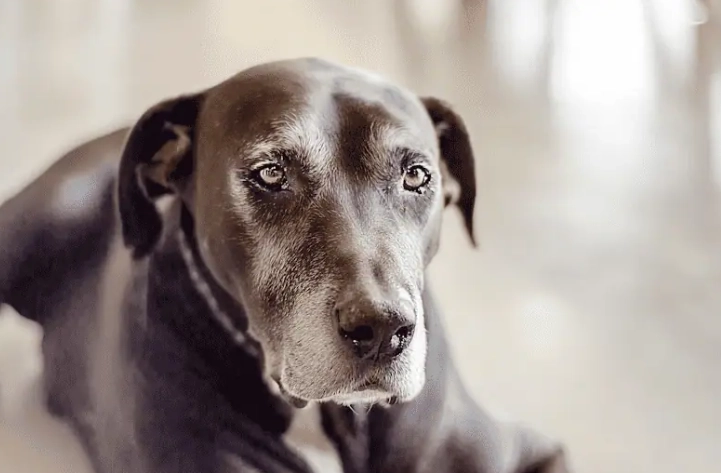 犬乳腺瘤破裂症狀 犬乳腺瘤破裂症狀