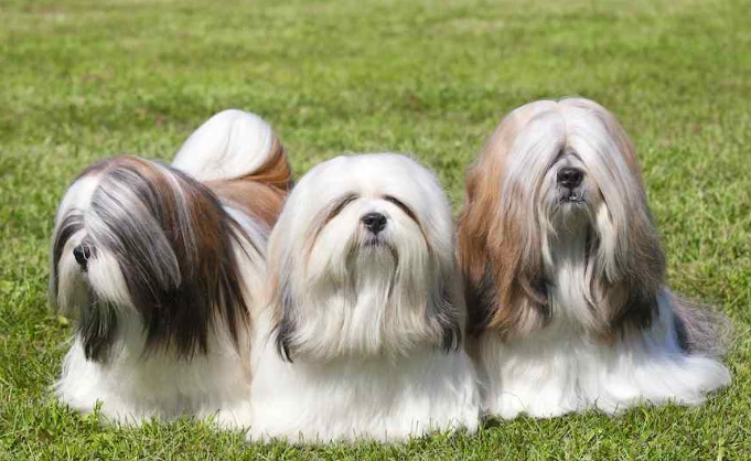 拉萨犬性格 拉萨犬性格
