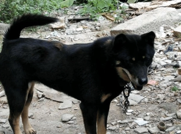 台灣看門犬 台灣看門犬