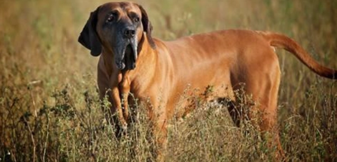 兇猛犬種排名 兇猛犬種排名