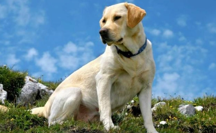 溫馴犬種推薦 溫馴犬種推薦