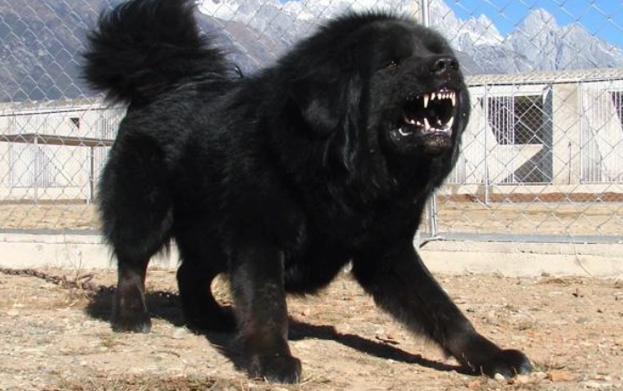 危險犬種 危險犬種