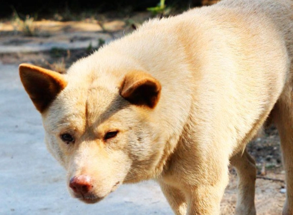混種犬缺點 混種犬缺點