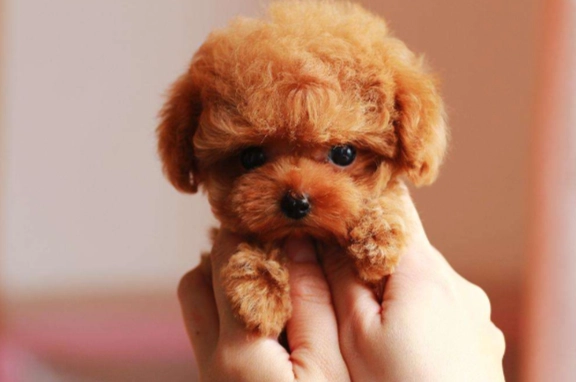 小型犬品種 小型犬品種