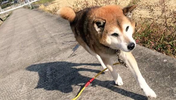狗狗排尿頻率