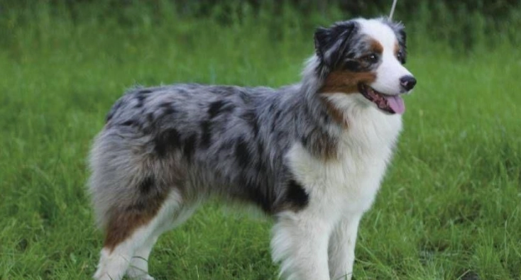 迷你澳洲牧羊犬性格 迷你澳洲牧羊犬性格