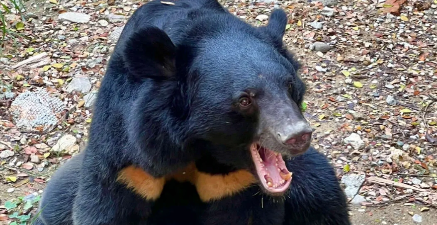 台灣禁止飼養動物 台灣禁止飼養動物