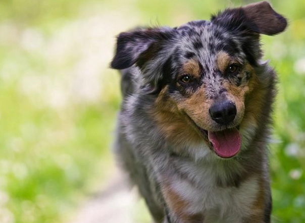 澳洲牧羊犬 健康 澳洲牧羊犬 健康