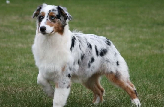 迷你澳洲牧羊犬性格 迷你澳洲牧羊犬性格