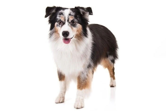 迷你美國牧羊犬飼養 迷你美國牧羊犬飼養