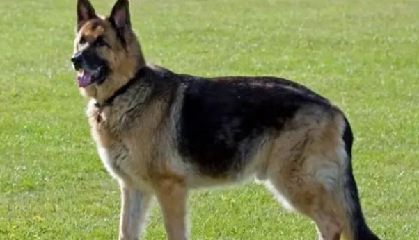 初次飼主犬種選擇