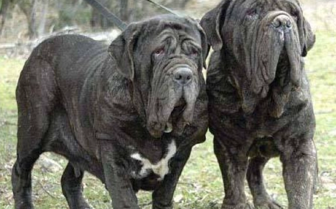 兇猛犬種排名 兇猛犬種排名