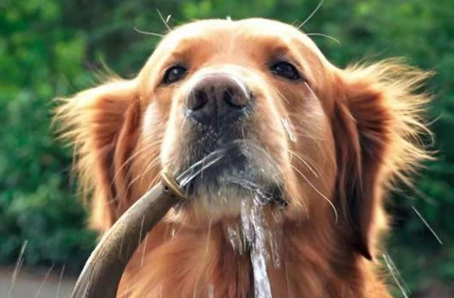 狗狗喝水量計算 狗狗喝水量計算