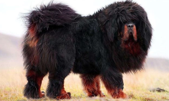 惡犬排行榜 惡犬排行榜