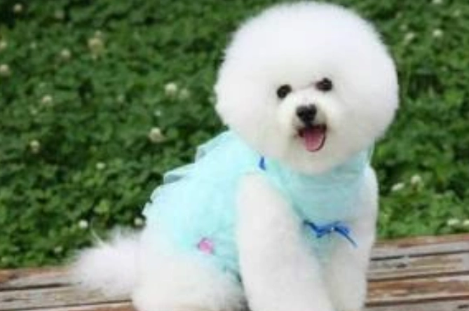 如何延長比熊犬壽命 如何延長比熊犬壽命