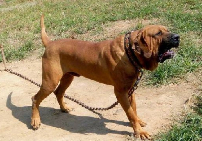 最強戰鬥力犬種 最強戰鬥力犬種