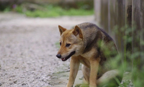 澳洲卡爾比犬 健康問題 澳洲卡爾比犬 健康問題