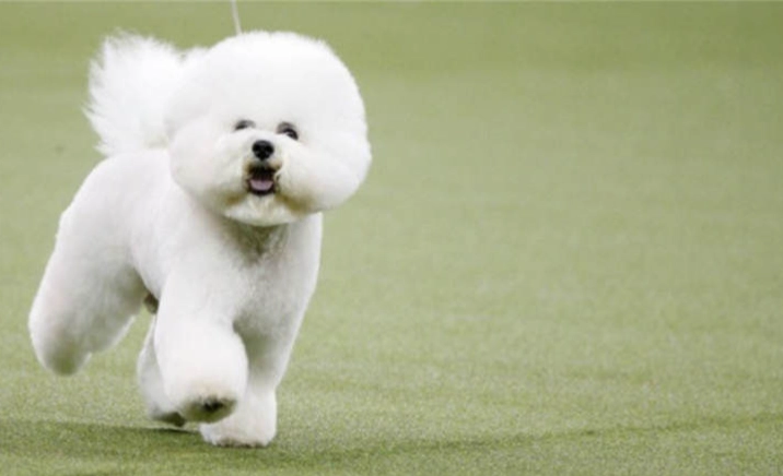 比熊犬智力 比熊犬智力