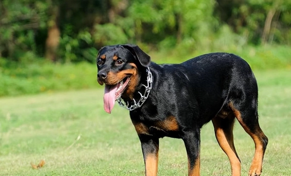 罗威纳犬饲养 罗威纳犬饲养