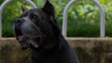 德國牧羊犬護衛 德國牧羊犬護衛