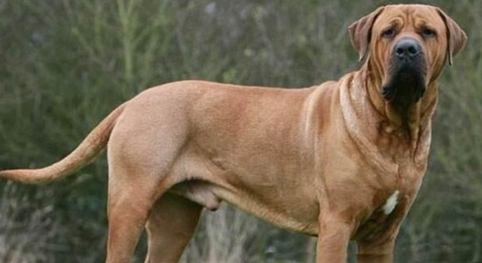 最強戰鬥力犬種 最強戰鬥力犬種