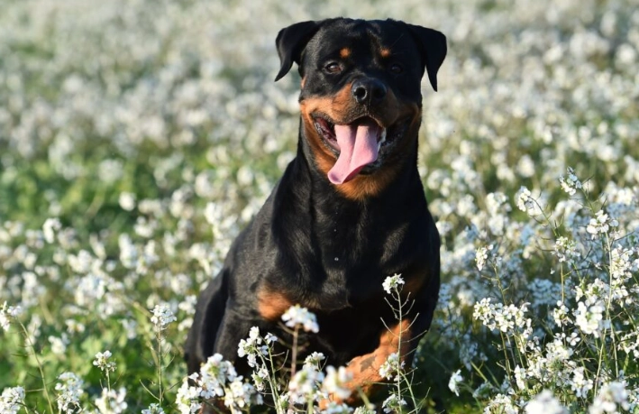羅威納犬優缺點 羅威納犬優缺點
