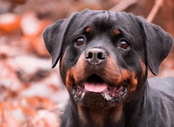 延長羅威納犬壽命 延長羅威納犬壽命