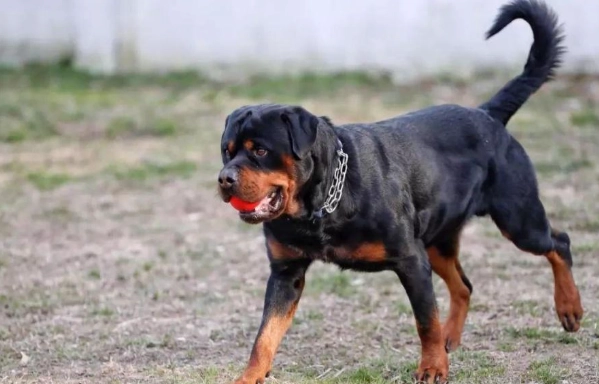 羅威納犬壽命 羅威納犬壽命