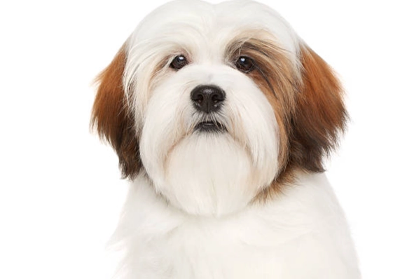 拉萨犬健康照护 拉萨犬健康照护