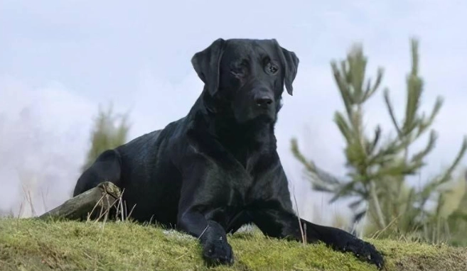 大型黑色犬 大型黑色犬