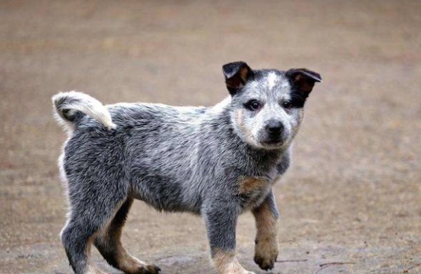 澳洲牧牛犬飼養 澳洲牧牛犬飼養