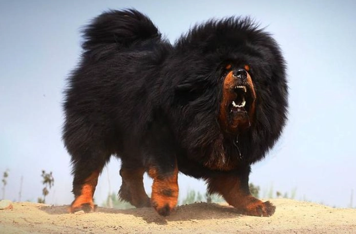 惡犬排行榜 惡犬排行榜