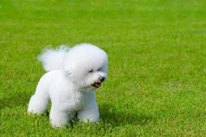 比熊犬平均壽命 比熊犬平均壽命