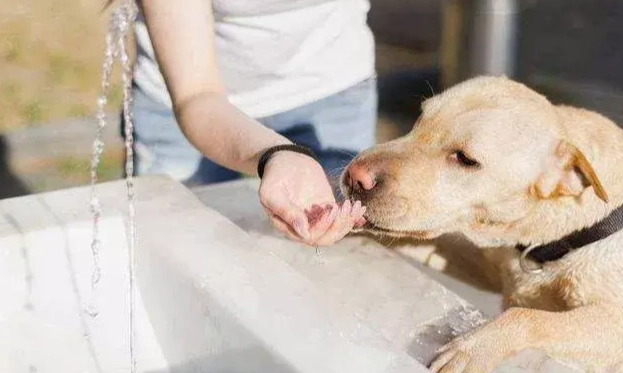 高齡犬飲水 高齡犬飲水