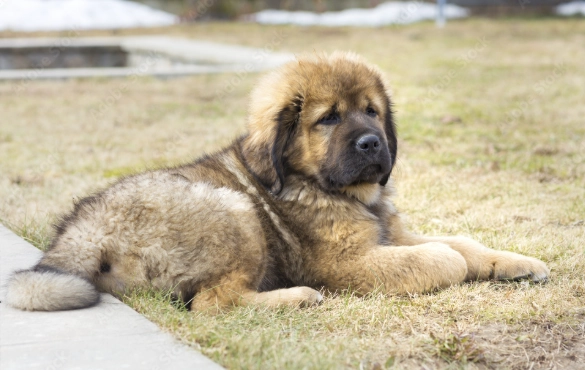 高加索犬健康 高加索犬健康