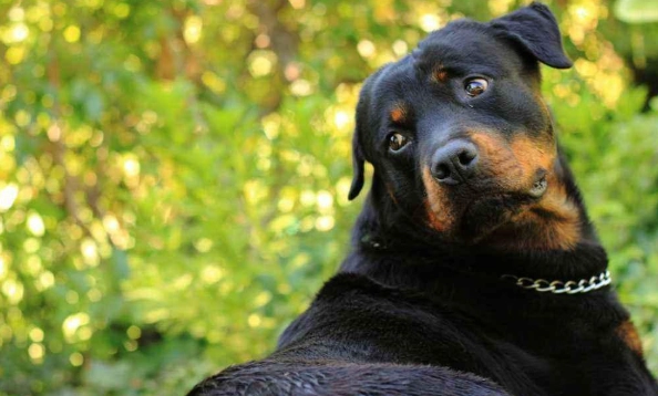 罗威纳犬优缺点 罗威纳犬优缺点