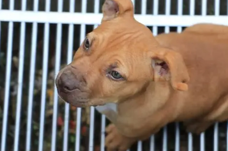 禁養犬種列表 禁養犬種列表
