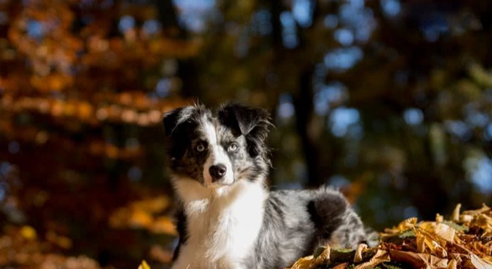 迷你澳洲牧羊犬飼養 迷你澳洲牧羊犬飼養
