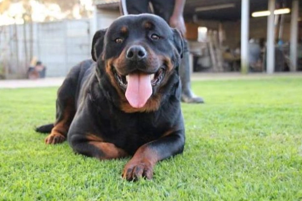 羅威納犬優缺點 羅威納犬優缺點