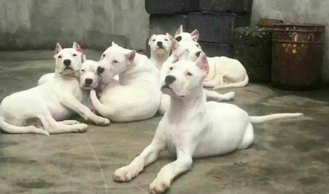 凶狗飼養注意事項 凶狗飼養注意事項