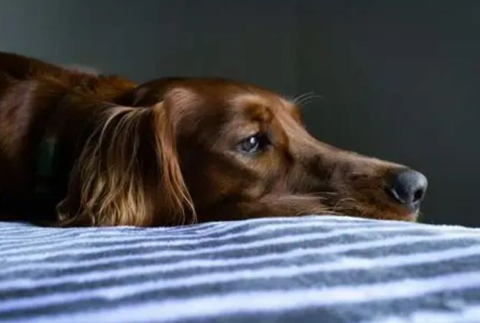 狗狗精神不振 狗狗精神不振