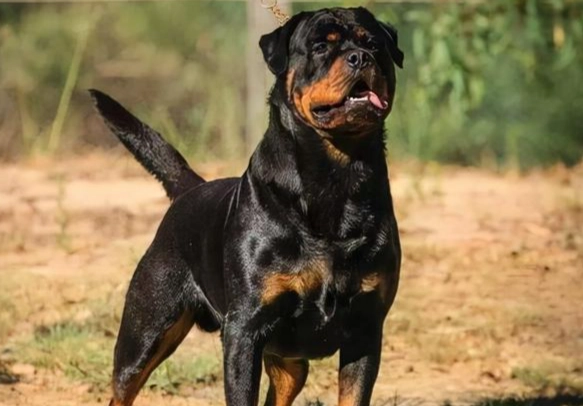 罗威纳犬优缺点 罗威纳犬优缺点