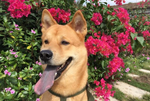 犬水腎治療 犬水腎治療