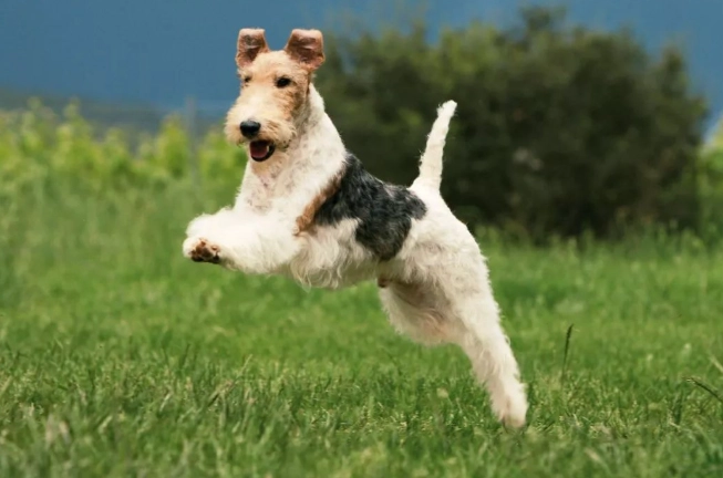 剛毛獵狐梗犬 飼養 剛毛獵狐梗犬 飼養