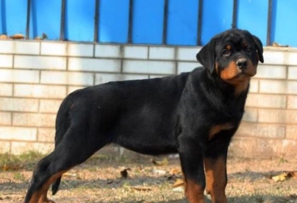罗威纳犬饲养 罗威纳犬饲养