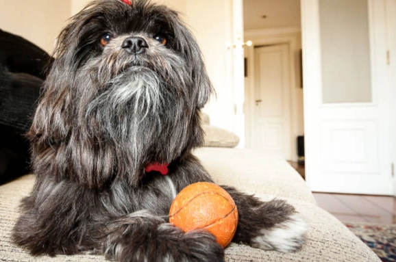 拉萨犬饲养 拉萨犬饲养