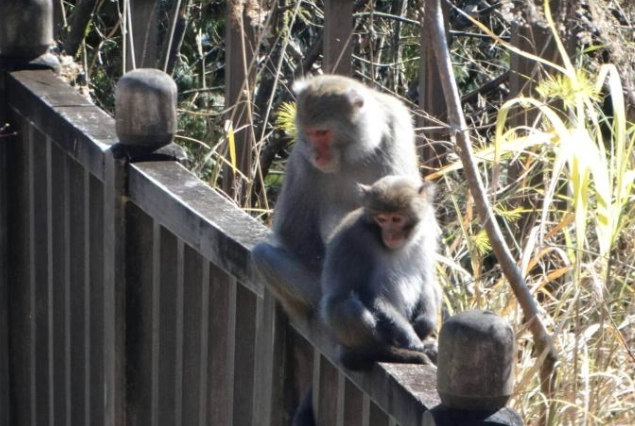 禁止飼養動物列表 禁止飼養動物列表