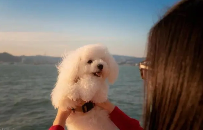 如何延長比熊犬壽命 如何延長比熊犬壽命