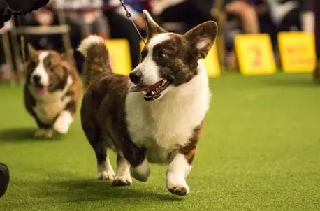柯基牧牛犬 柯基牧牛犬